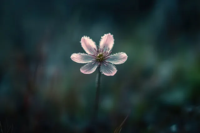 Blurry pink wildflower in misty forest, soft focus bokeh and moody spring light