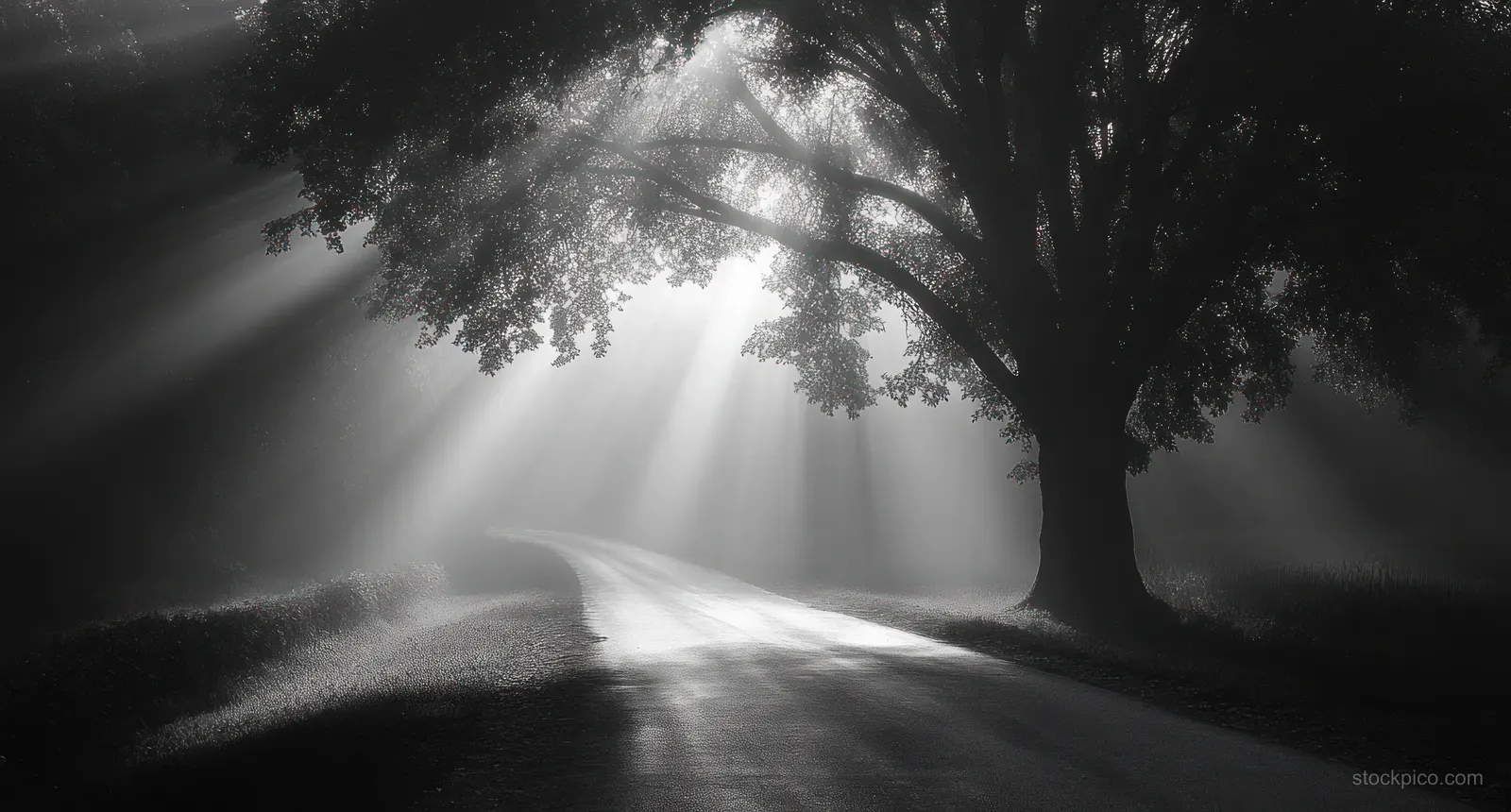 Black and white country road curves into the distance beneath sunrays and overhanging trees.
