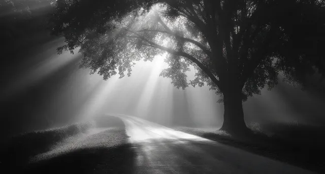 Black and white country road panorama with sunlight beams through trees
