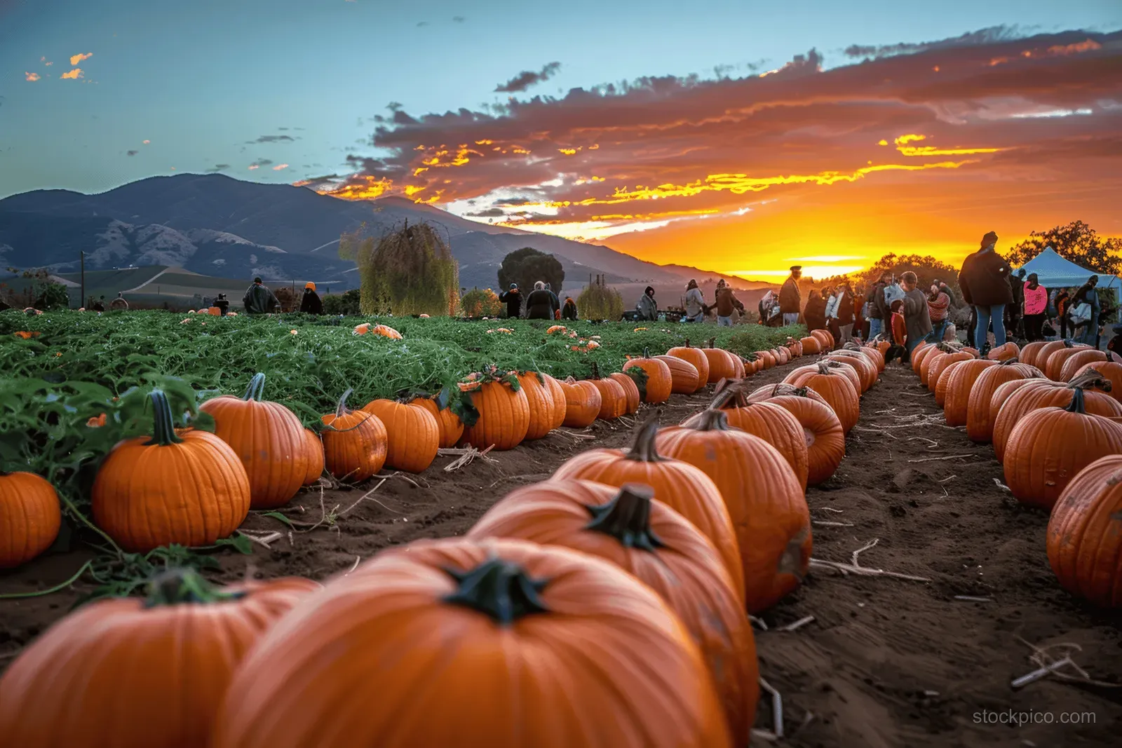 Orange pumpkins fill long rows in a farm field while visitors stroll at sunset during an autumn festival.