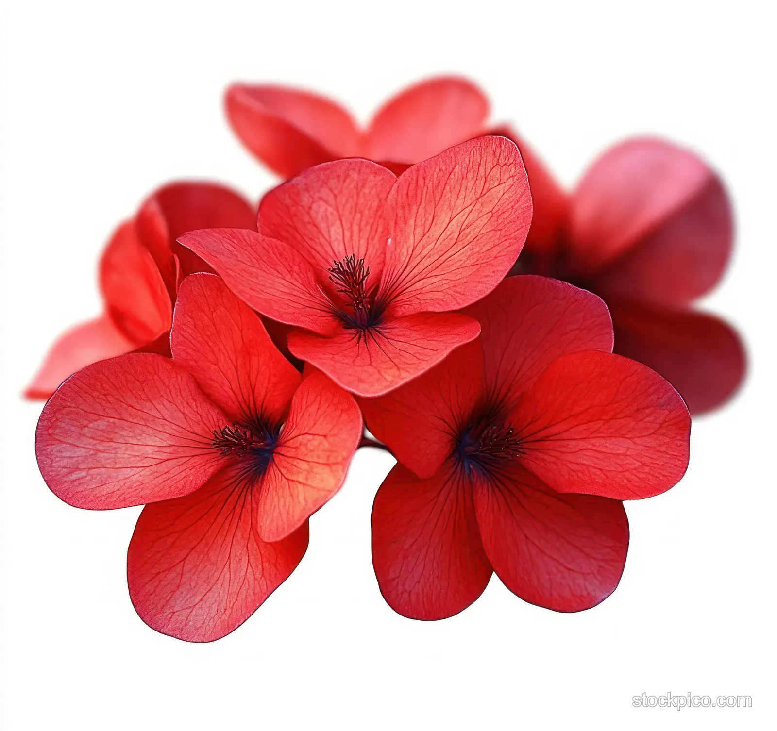 Red flower blossoms with dark centers in sharp focus against a soft white background.