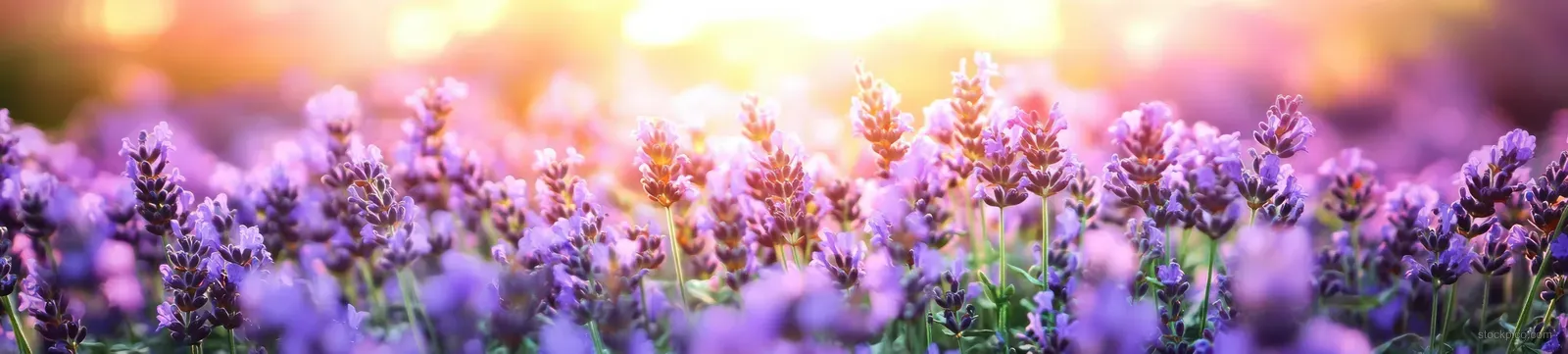 Lavender flowers glowing in warm sunlight in a blooming field.
