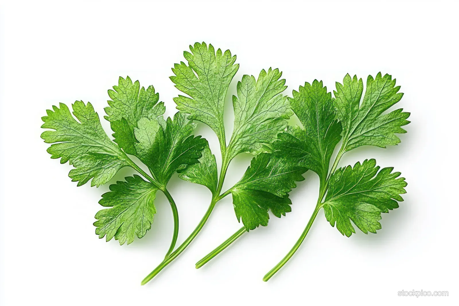 Fresh cilantro sprigs with textured green leaves and stems isolated on a white background.