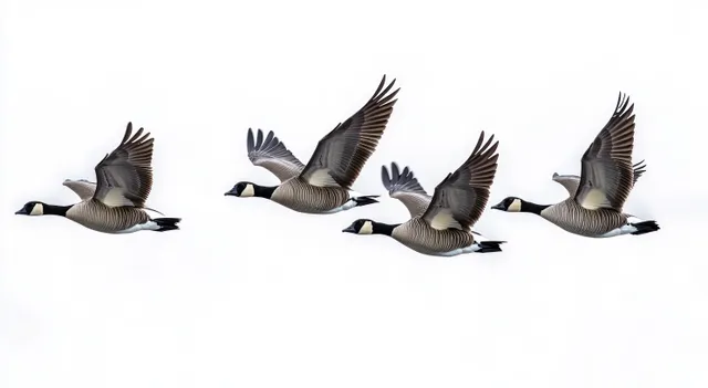 Four Canada geese fly in formation with wings extended against a white sky.