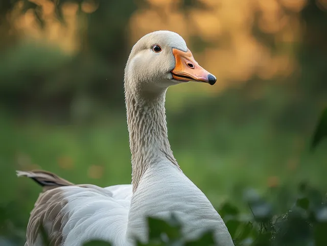 White goose portrait with orange beak in lush green foliage at golden hour