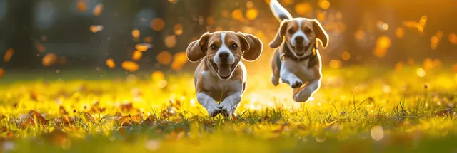 Playful Beagles frolicking across golden grass in warm sunset light