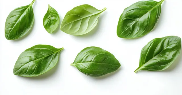 Fresh basil leaves scattered on a white background showing crisp green veins and leaf texture.