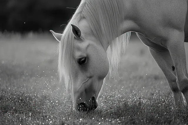 A white horse grazes on farm grass while a hose sprays droplets in front in a black-and-white scene.