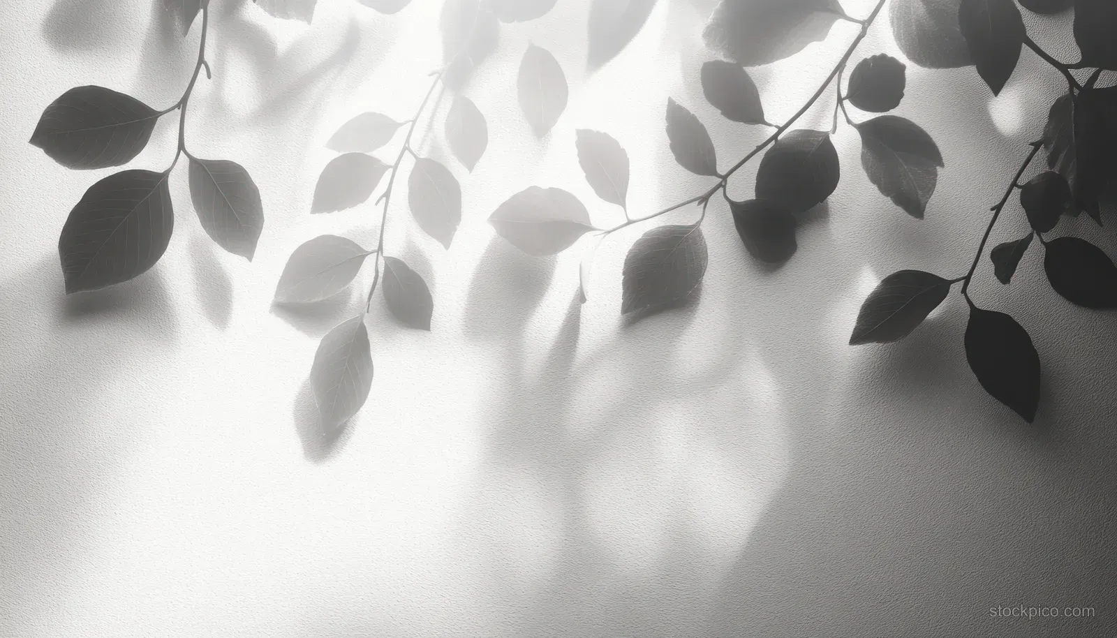 Leafy branches cast soft shadows on a textured white wall in a calm monochrome scene.