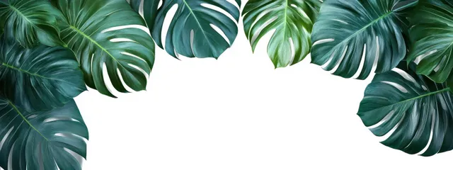 Monstera leaves create a lush top border framing a white background.