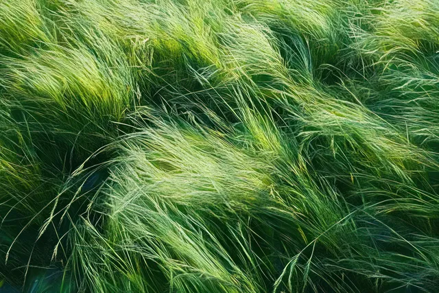Close-up green grass blades blowing gently in the wind under natural sunlight.