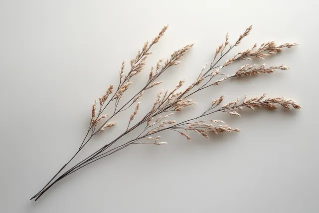 Dried grass stems arranged diagonally on a white background with soft natural light and delicate shadows.