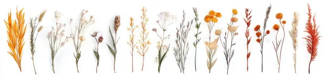 Hand-drawn watercolor wildflower stems and dried botanicals on a light white strip