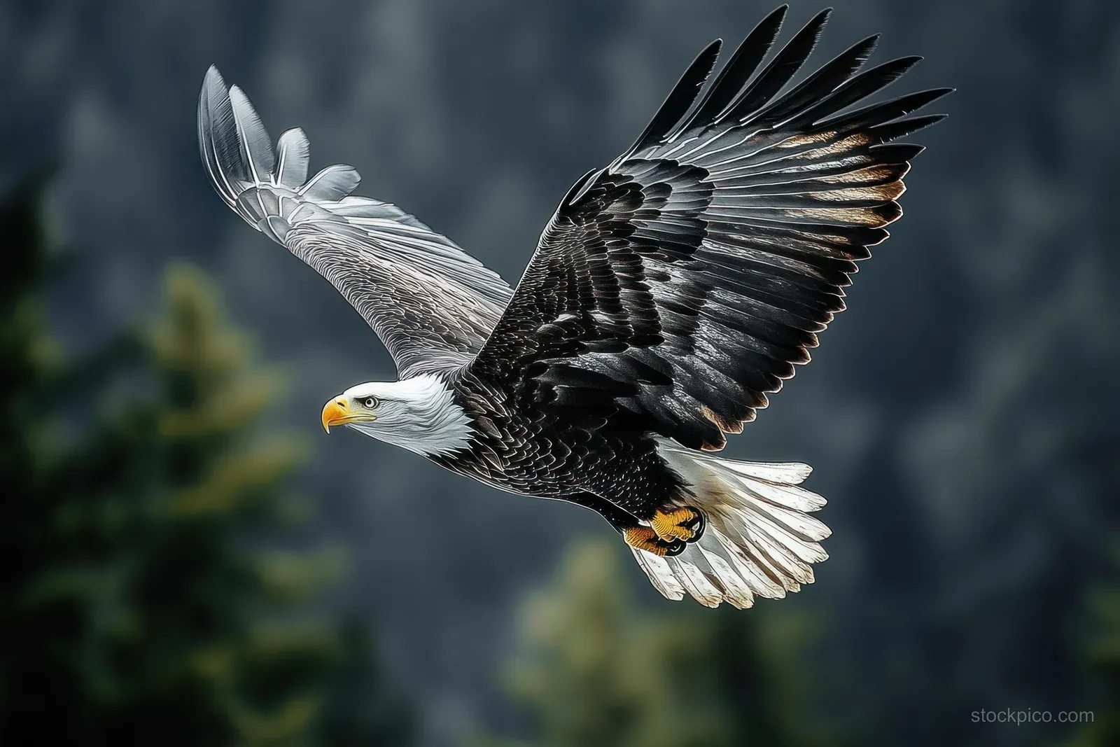 A bald eagle with wings spread soars past a softly blurred forest backdrop.