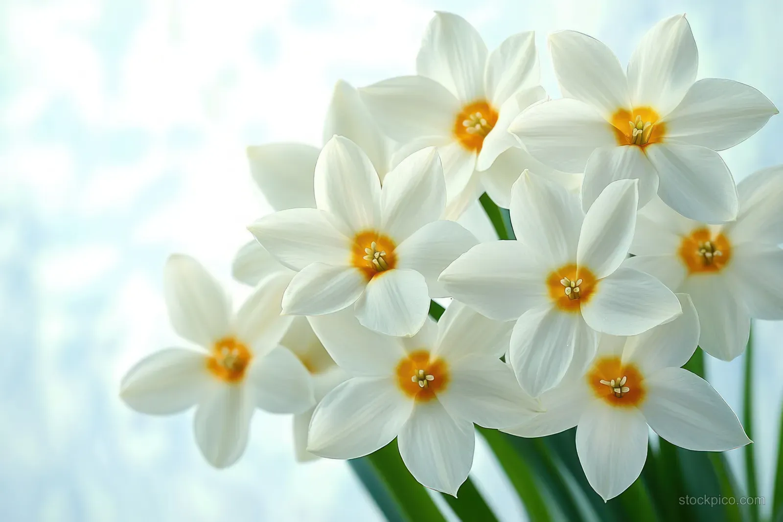 Close-up of white five-petal blossoms with yellow centers and a softly blurred spring background.