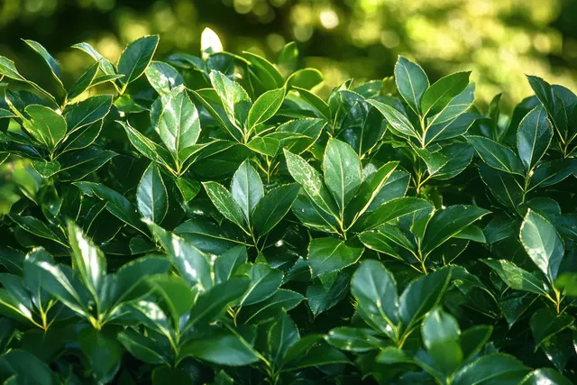Dense bright green leaves with sunlit glow, close-up leaf veins and soft backlight