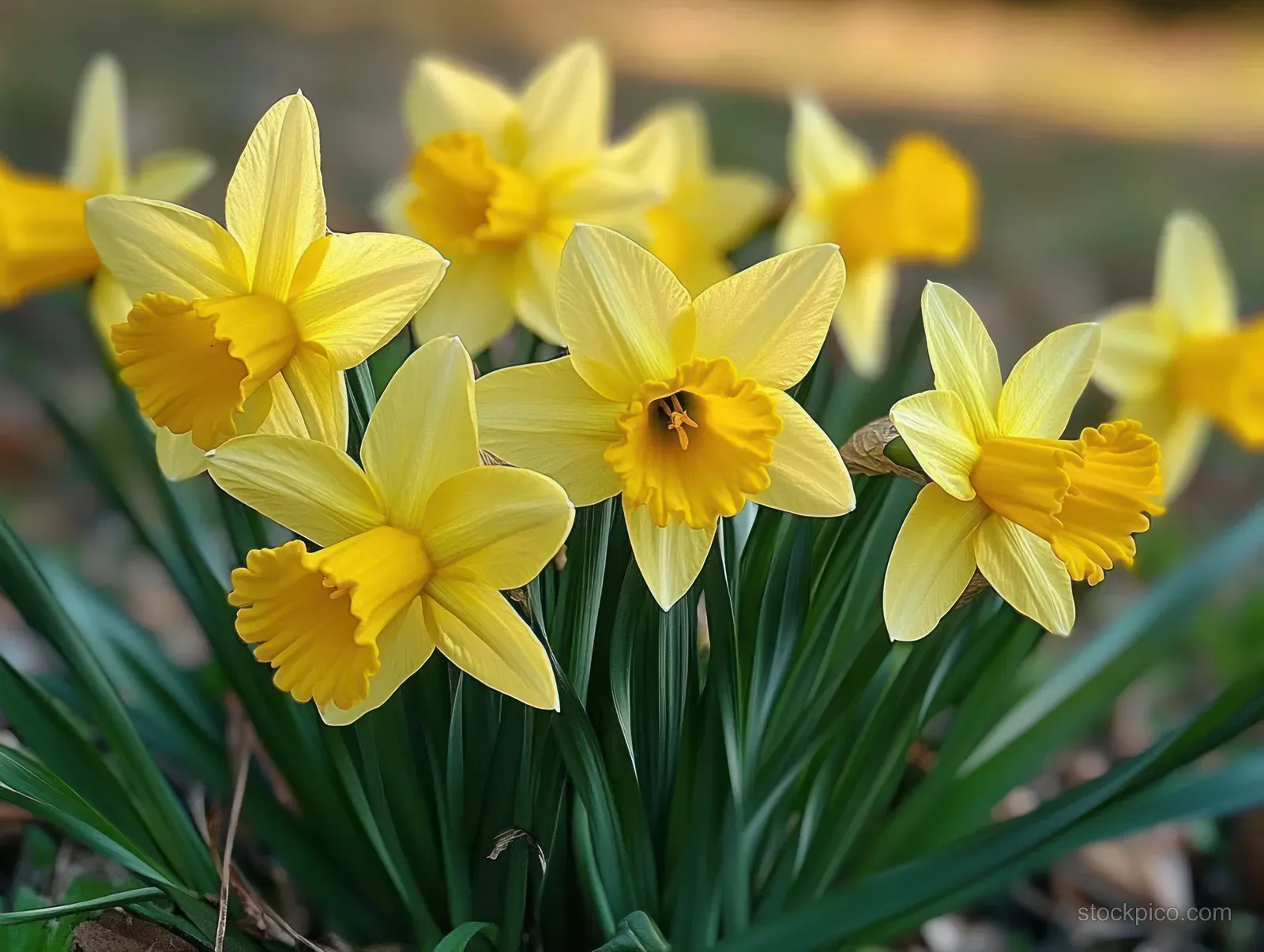 Yellow daffodil flowers bloom close-up with green leaves and a softly blurred garden background.