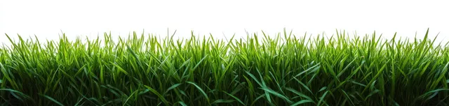 Lush green grass blades arranged along a straight horizon on a bright white background.