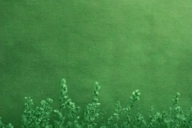 Small green plants with tiny leaves grow against a textured green background with a calm natural look.