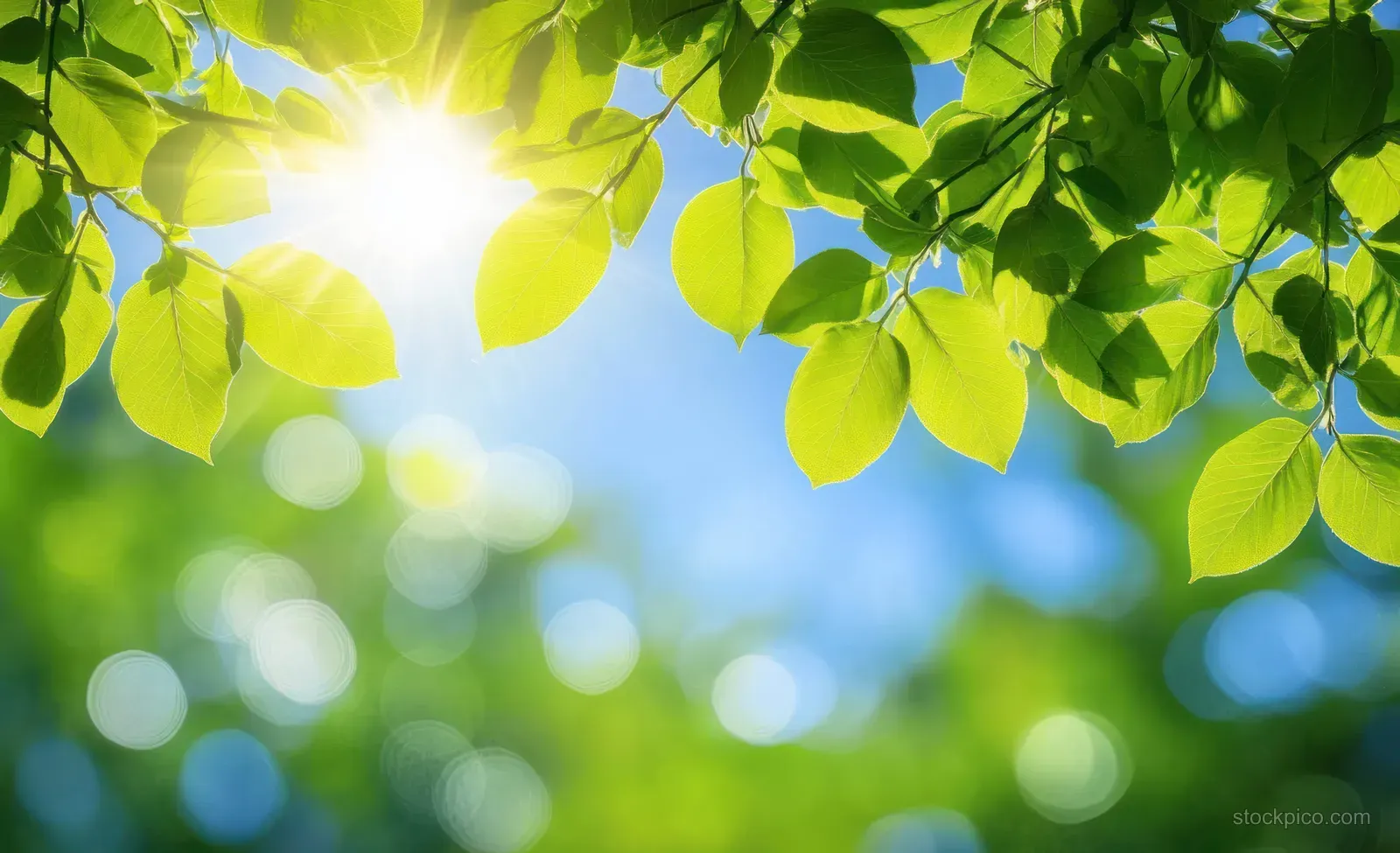 Sunlight shines through fresh green leaves with a clear blue sky and soft bokeh background.