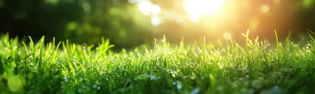 Dewy Green Grass Blades Glowing in Warm Summer Park Light