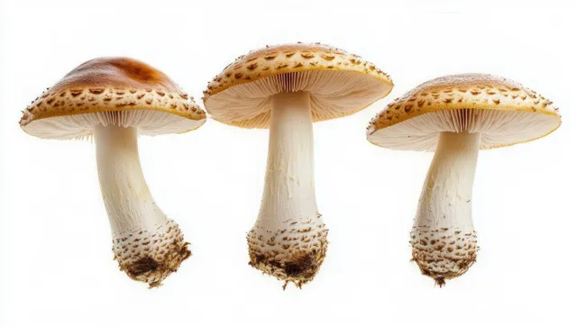 Three brown and white mushrooms isolated on white with underside gills and textured caps visible.