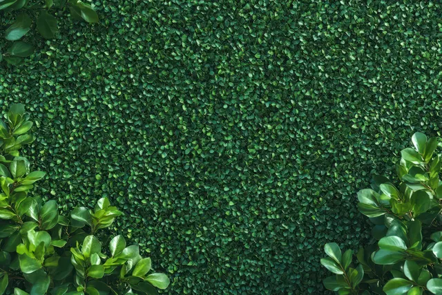 Dense glossy green foliage covers the background with leafy plants framing the corners.