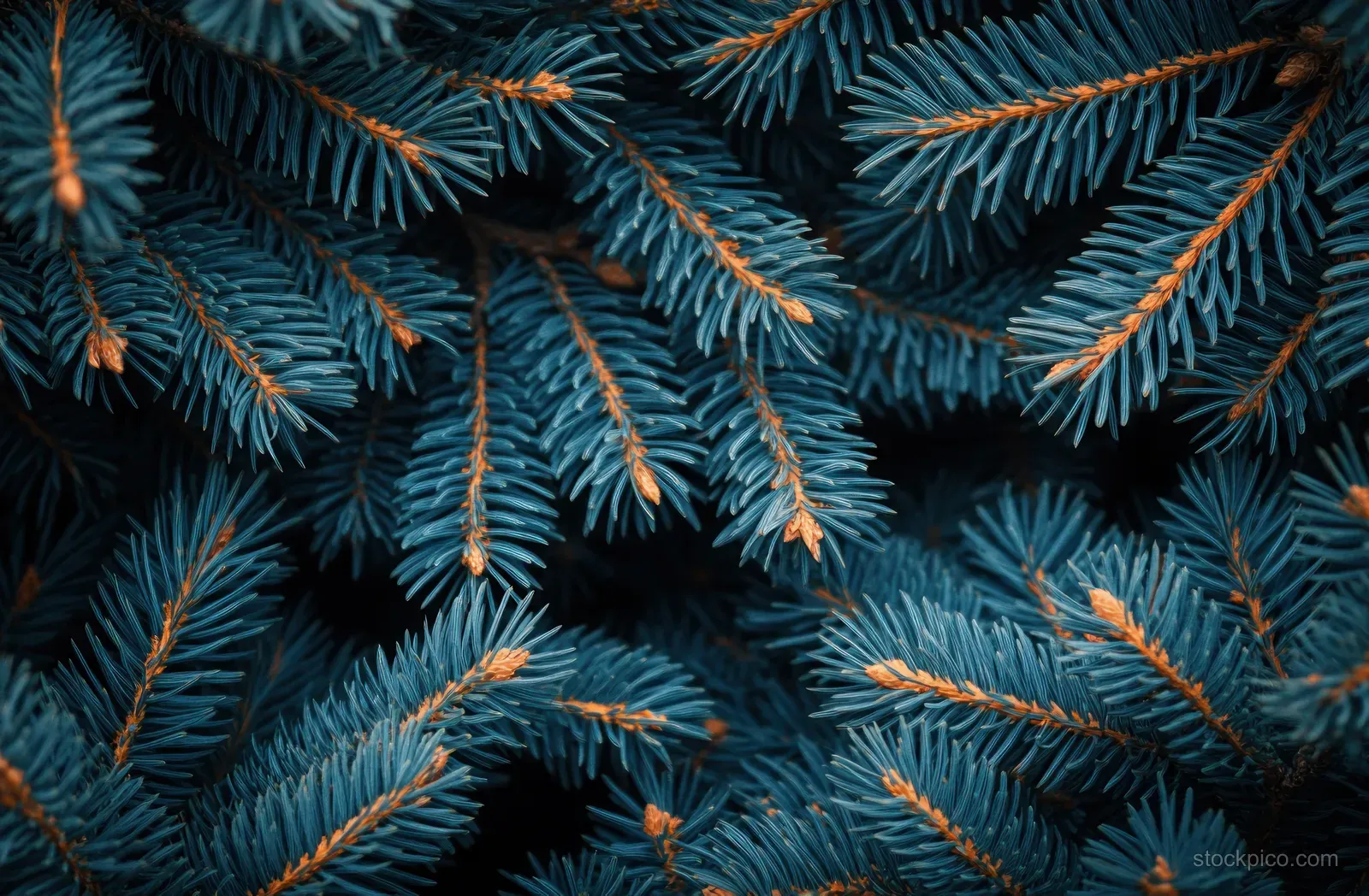 Close-up of pine branches with dense blue-green needles on a dark background.