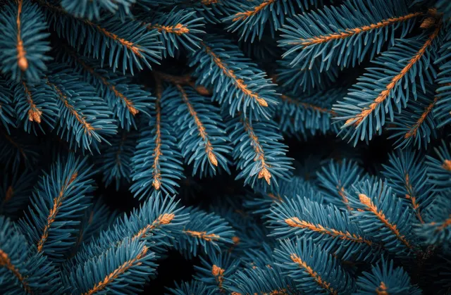 Close-Up Pine Branches with Moody Dark Blue Winter Foliage