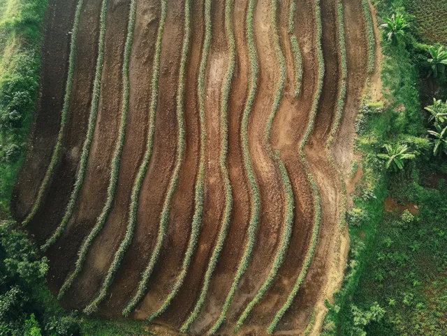 Aerial view of terraced rice fields in Yogyakarta, Indonesia, highlighting agricultural patterns and lush greenery under soft daylight.