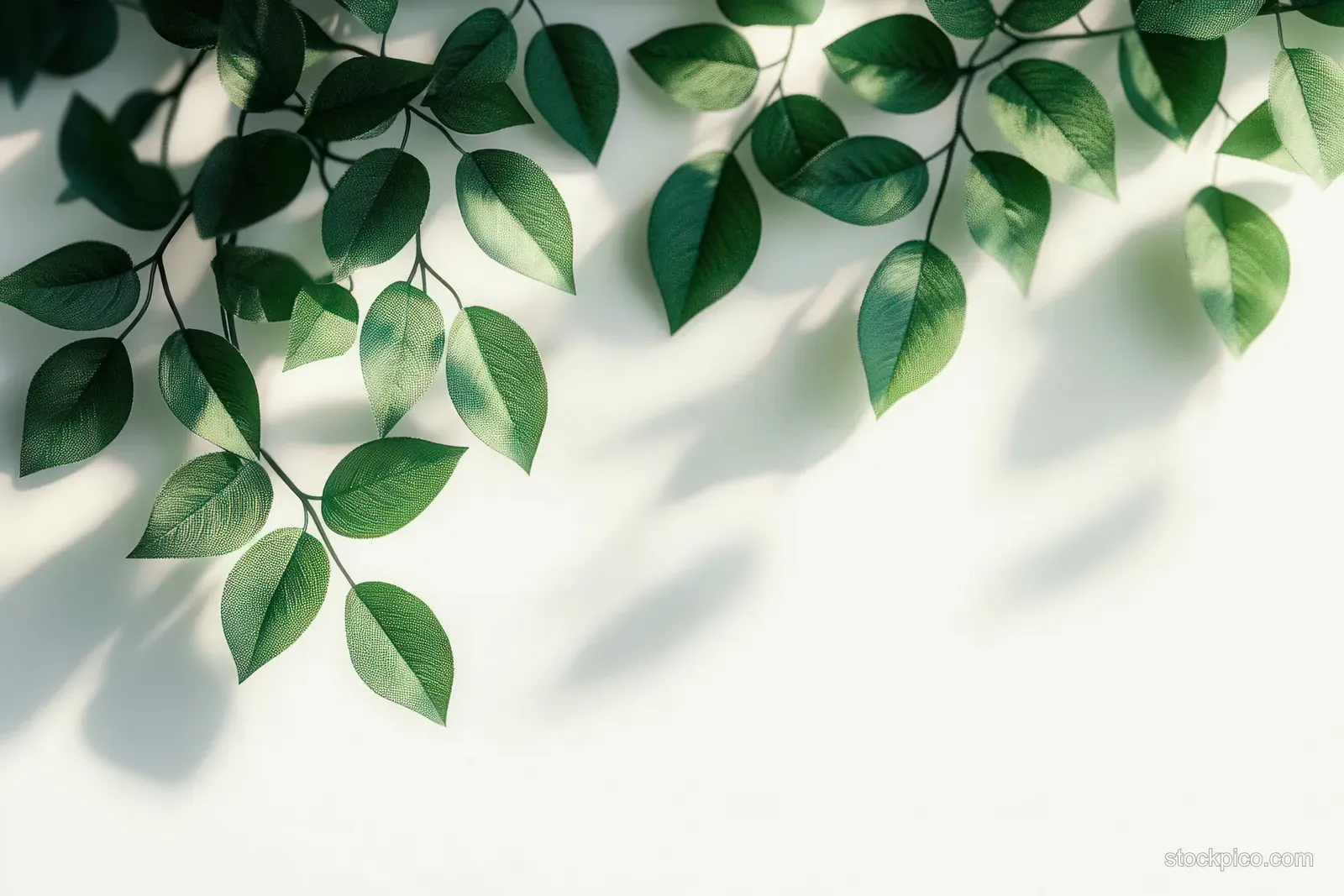 Fresh green leaves hang over a pale background, casting soft shadows in bright sunlight.