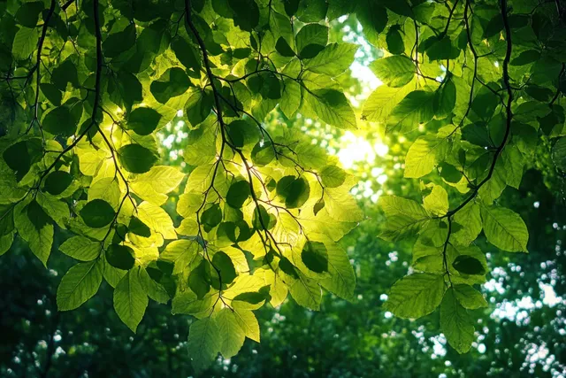 Sunlight Filtering Through Green Leaves in a Lush Forest Canopy