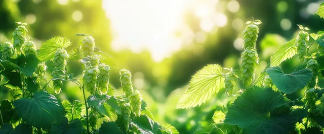 Sunlit hop vines with textured green leaves in an outdoor field, softly blurred sky and clouds behind.