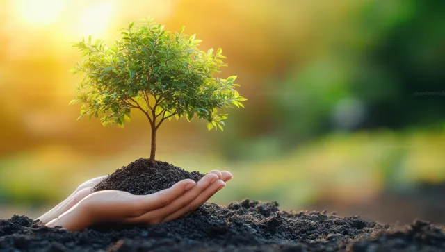 Hands cradling a small green tree in warm sunlight, shallow depth blur