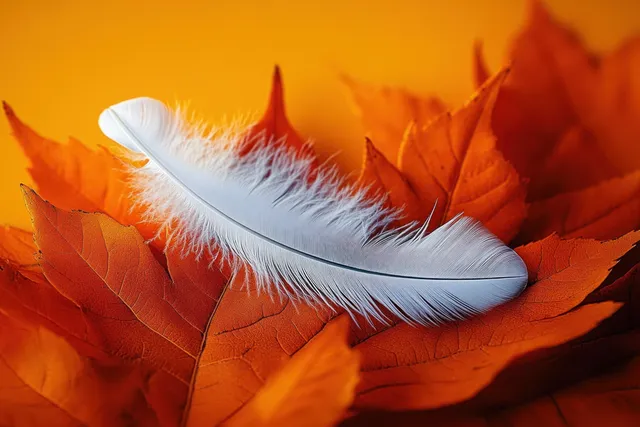 A white feather rests across orange maple leaves in warm autumn light.