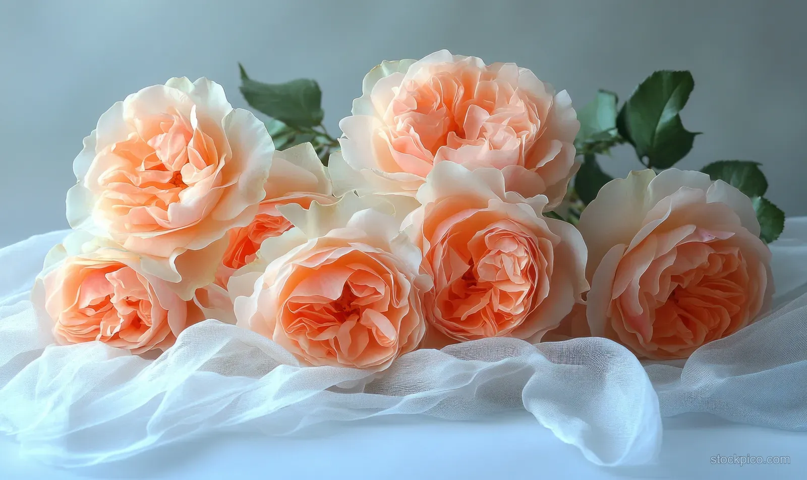Pastel pink roses nestled in a white paper cone wrap with a soft ribbon bow and petals visible.