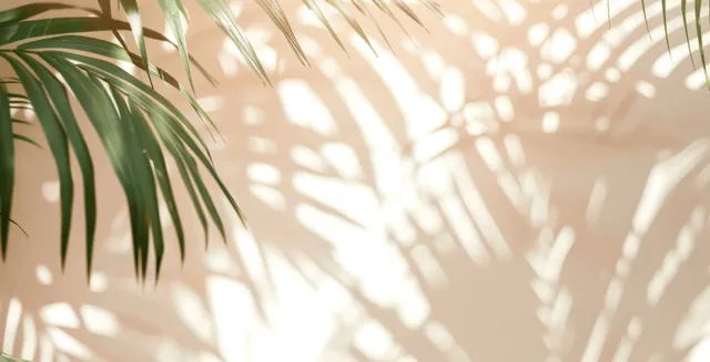 Palm leaf shadows cast on a white wall with warm morning sunlight producing soft blurred highlights.