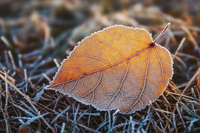 An orange leaf covered in frost lies on frozen grass and pine needles under early morning light.