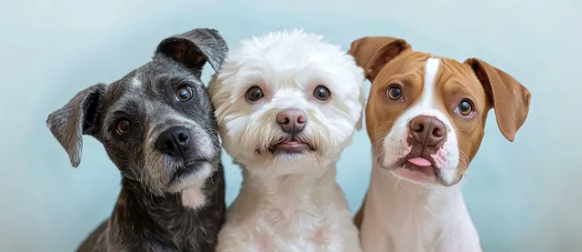 Three dogs pose closely side by side with curious expressions against a light blue background.