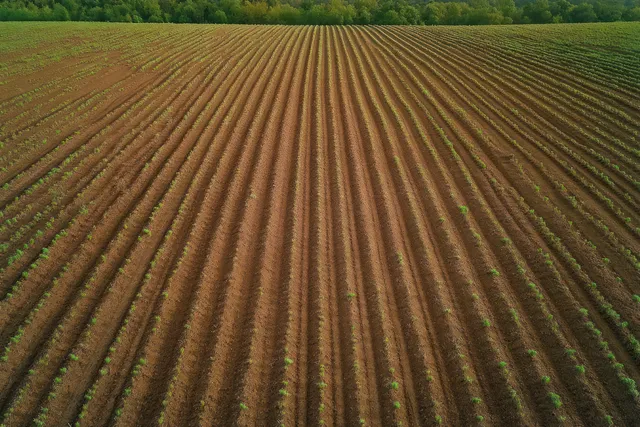 Aerial view of plowed agricultural rows with small green sprouts and a dense tree line at the field’s edge.