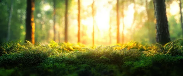 Sunrise rays filter through forest trees, illuminating green ferns and soft blurred trunks