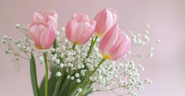 Soft pink tulip bouquet with white baby's breath against pastel pink background