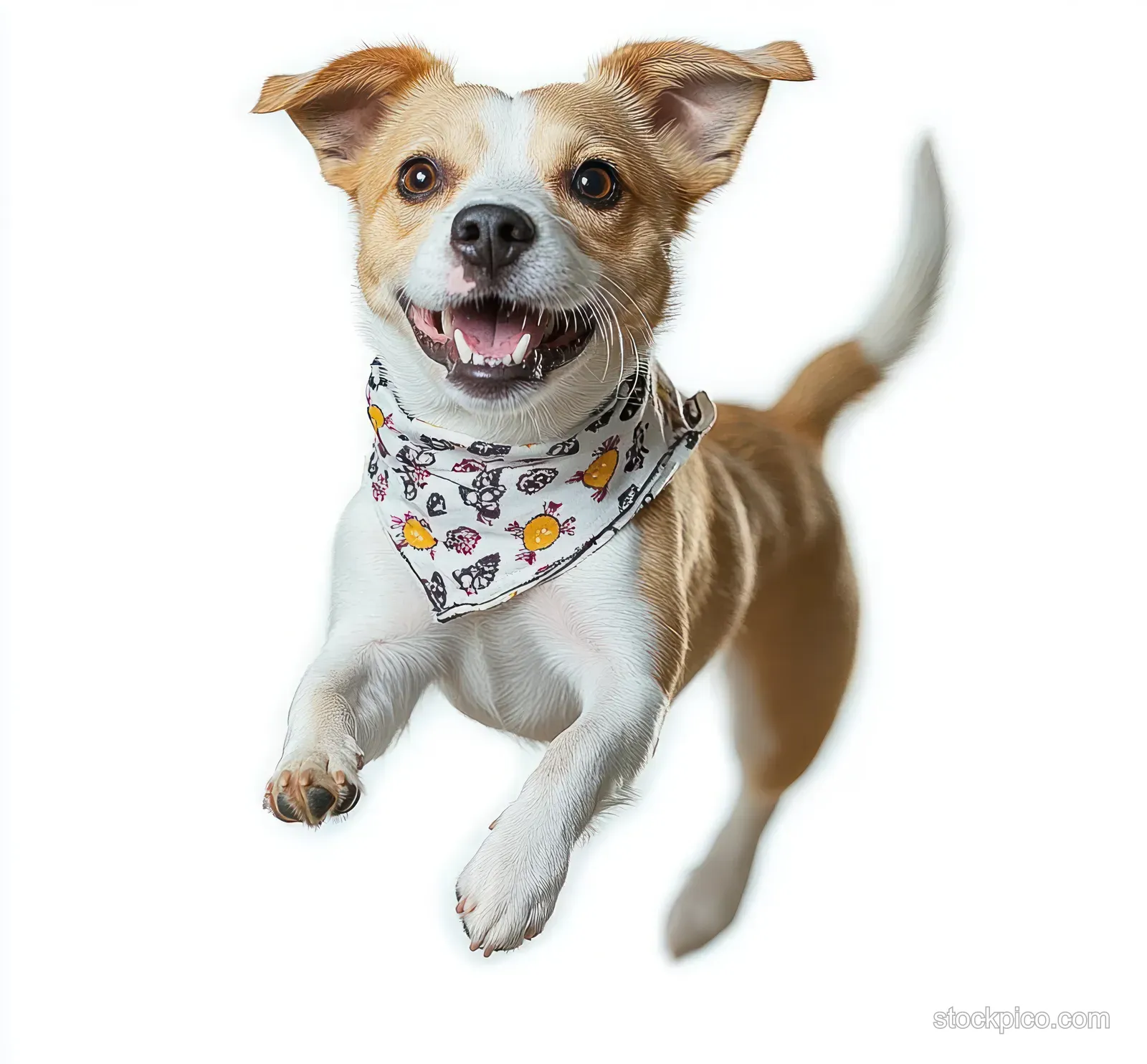 Small brown and white dog wearing a patterned bandana jumps with wagging tail on a white background.