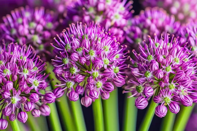 Close-up purple allium flower heads with star-like buds on green stems outdoors