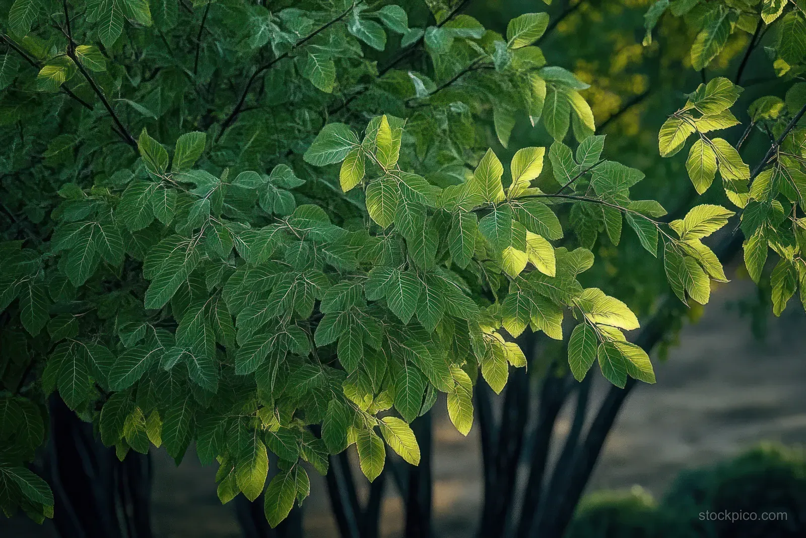 Sunrise light highlights black willow leaves on branches above a softly blurred forest background in Texas.