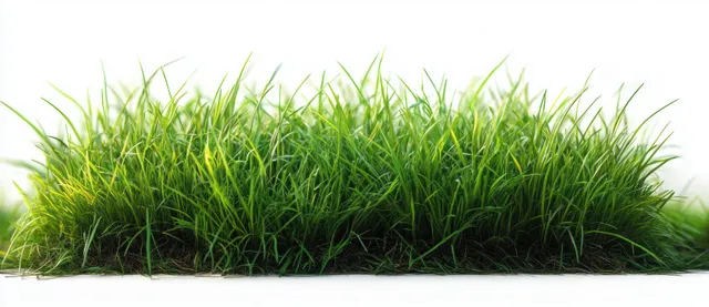 Dense vibrant green grass blades growing in a clump against a white background.