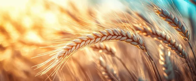 Golden wheat ears catch warm sunlight while the background field remains softly blurred.