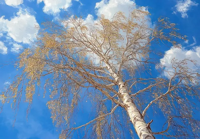 Upward view of a birch tree with thin bare branches and sparse yellow leaves