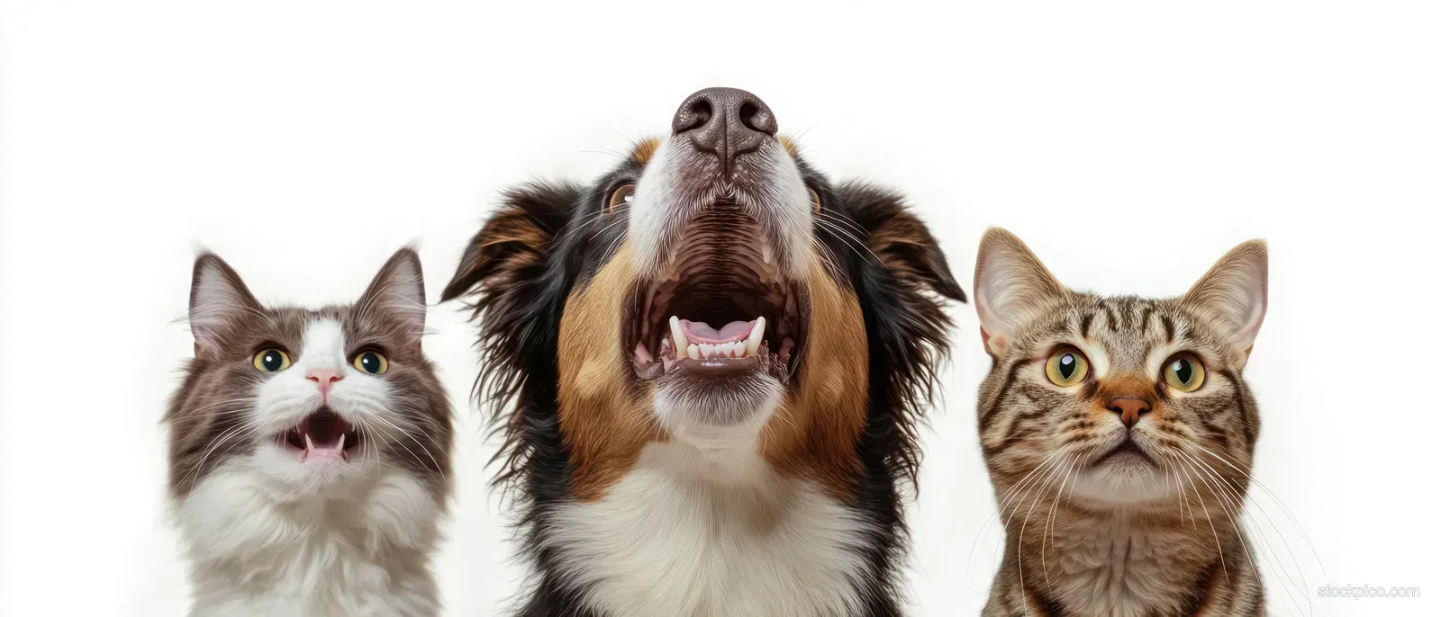 Two cats and a tricolor dog look upward with open mouths against a white background.