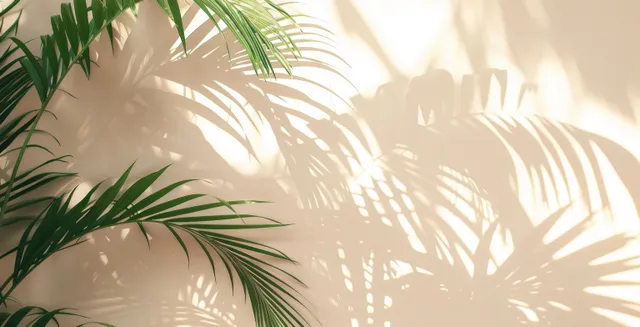 Palm leaf shadows stretch across a white wall in bright sunlight with soft blur with Palm And Tropical Foliage